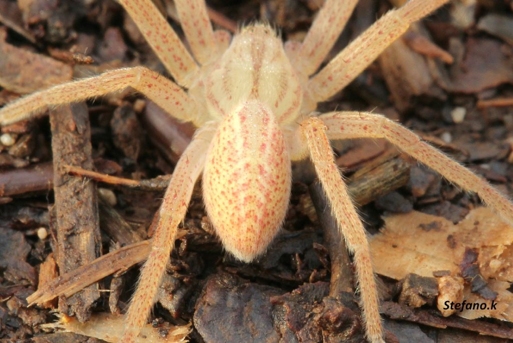 Micrommata virescens - Carso Triestino (zona S. Croce)